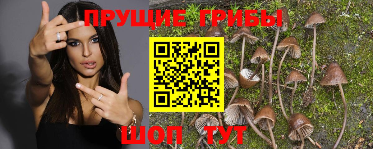 Псилоцибиновые грибы Psilocybe  Вход с VPN  Галлюциногенные грибы мицелий  Муравленко 